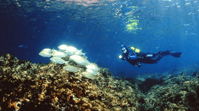Mergulho emocionante e exploração subaquática no Parque Marinho da Berlenga