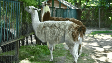 Луцький зоопарк та його мешканці