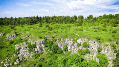 Заповідник «Медобори»
