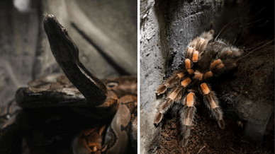 Тераріумні тварини