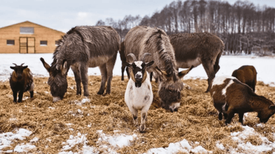 Дитячий зоопарк