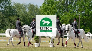 Kobilarna Lipica