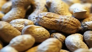 Arachides entières en coque, source courante d’Allergènes alimentaires.