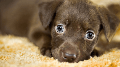 Домашня тварина, цуценя лабрадора-ретривера шоколадного кольору