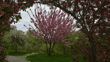 «Острів Сакури», парк