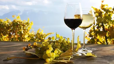 Magyarország legjobb borászatai