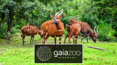 gaiazoo logo