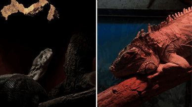 Миколаївський зоопарк