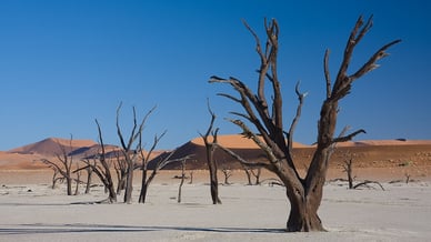 Deadvlei in the Namib Desert