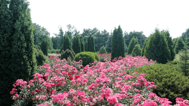 Криворізький ботанічний сад