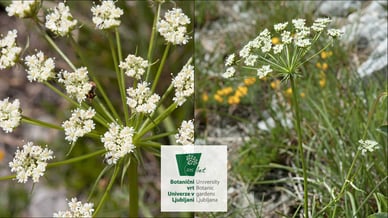 Hladnikia pastinacifolia