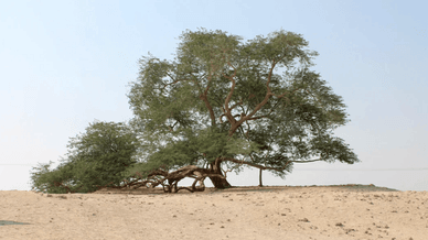 Шаджарат-аль-Хаят або Дерево Життя в пустелі Сакхір у Бахрейні