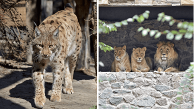 Київський зоопарк