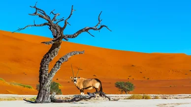 Загальна інформація про Намібію, цікаві факти