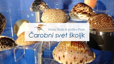 Čarobni svet školjk