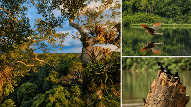 Bromelien-Baum und Vögel am Amazonasfluss