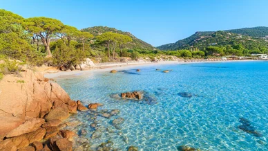 Vue idyllique sur la Plage de Palombaggia et ses eaux limpides. Eau cristalline et pins parasols bordant la Plage de Palombaggia.
