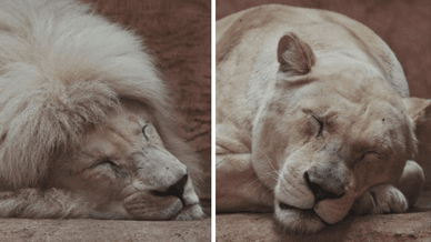 Зоопарк XII місяців