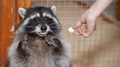 Годування тварин в зоопарку