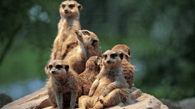 Сім’я сурікатів