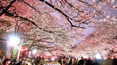 fioritura ciliegi giappone