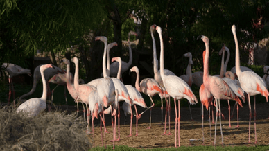 Зграя фламінго на території Парку дикої природи та заповідника Аль-Арін