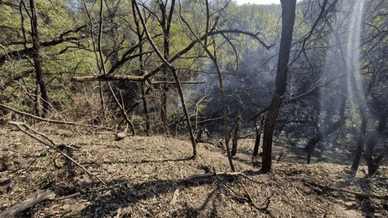 Лісова ділянка на острові Хортиця, яка постраждала внаслідок російської військової атаки