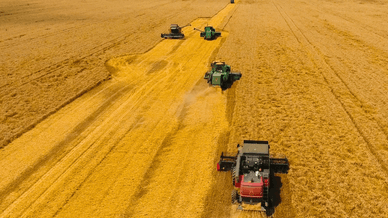 Зернові культури