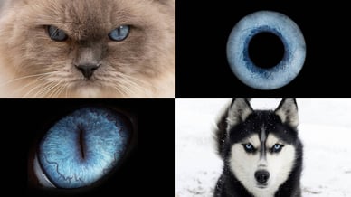 Foto oko oči živali