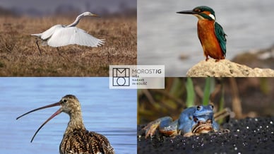 Flora in fauna močvirja