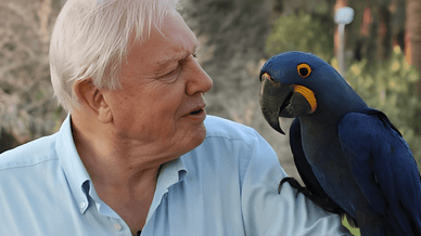 Сер Девід Аттенборо разом із гіацинтовим ара (Anodorhynchus hyacinthinus), найбільшим папугою у світі
