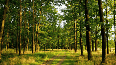 Самарський ліс