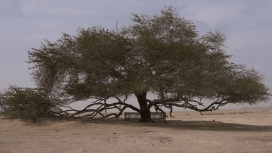 Дерево Життя, яке є природним дивом