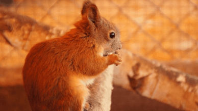 Бабусин дворик