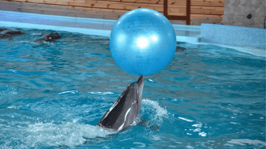 Дельфінарій «Оскар»