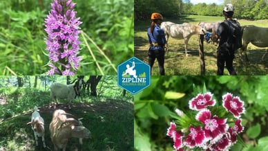 Zipline Dolinka