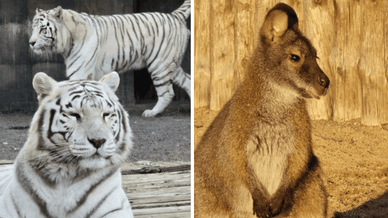 Біопарк Одеса