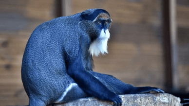 Мешканеці Луцького зоопарку