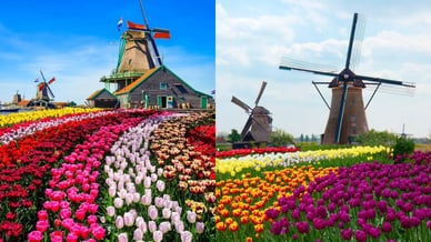 zaanse schans tulips