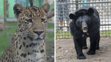 Подільський зоопарк, його мешканці