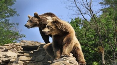 Реабілітаційний центр бурого ведмедя