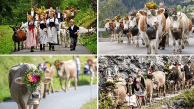 Alpabzug im Herbst