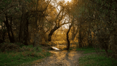 Дністрійська стежка