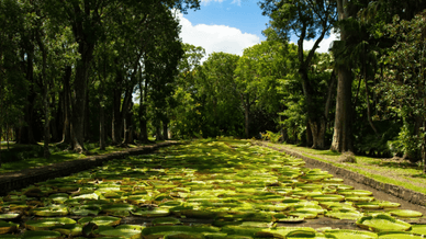 Знаменитый пруд с гигантскими кувшинками в Ботаническом саду Памплемус на острове Маврикий