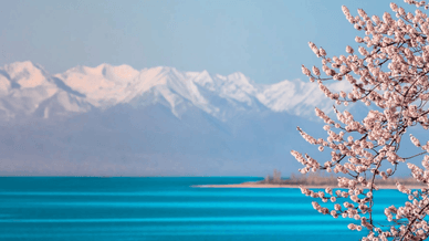 Іссик-Куль і цвітіння абрикосів