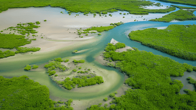 Дельта реки Салум, одно из самых красивых и экологически значимых мест, которое Гамбия делит с соседним Сенегалом