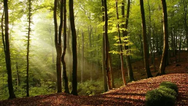 Obiekt UNESCO w Polsce — lasy bukowe w Bieszczadzkim Parku Narodowym