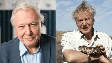 Архівний кадр 1997 року, на якому Аттенборо тримає короткохвостого сцинка в Австралії під час зйомок відомого документального серіалу BBC «Життя птахів»