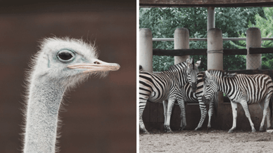 Мешканці зоопарку XII місяців