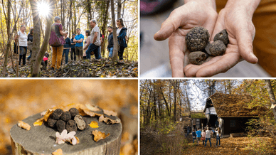 Trüffelwanderungen im Leechwald, Trüffelfestival Graz